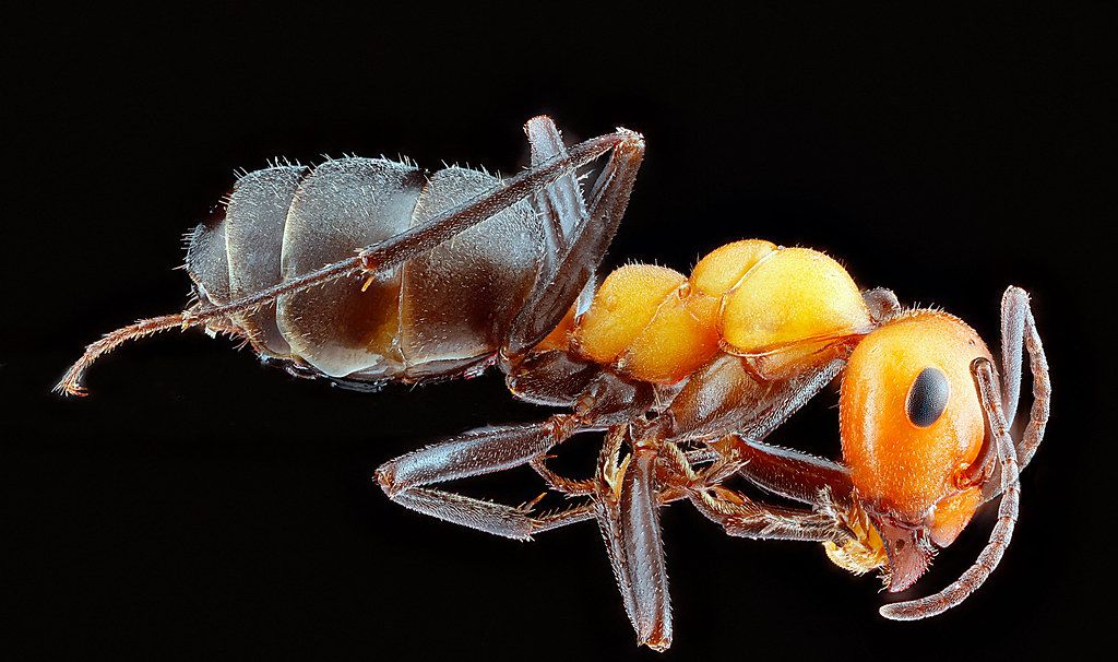 Ant Control service in Springfield, MA