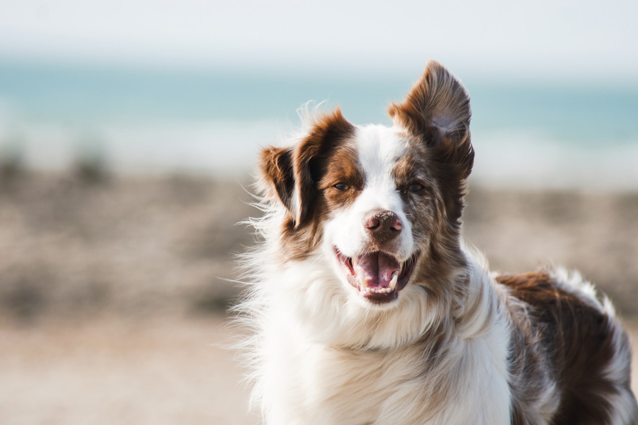 Flea & Tick Control service in Springfield, MA