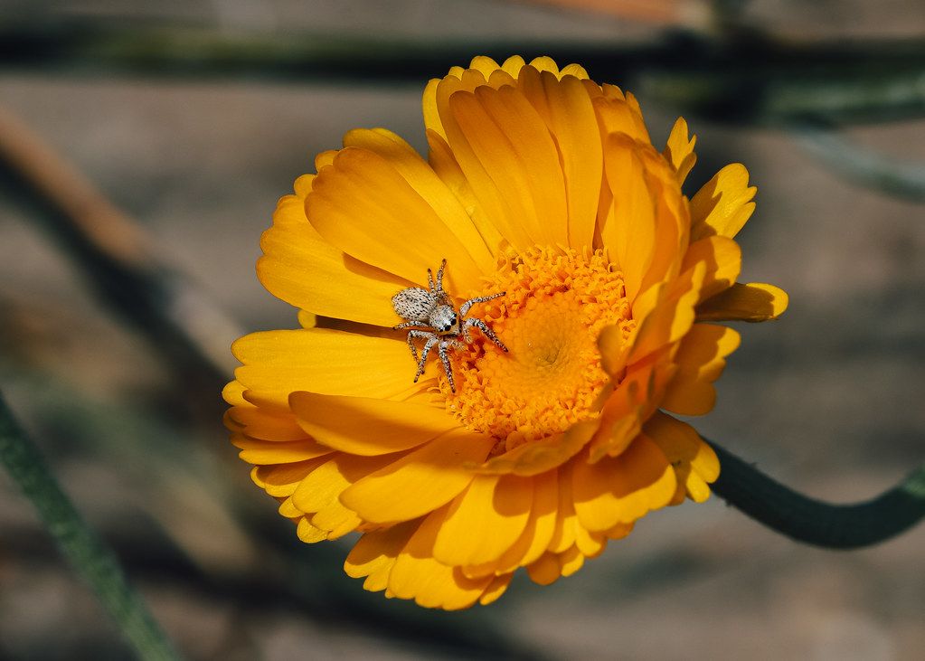 Spider Control service in Springfield, MA